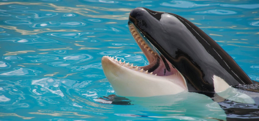 Everything to know about marine animals captivity